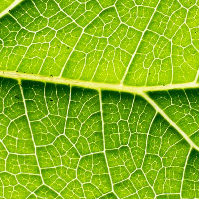 A structure of a leaf