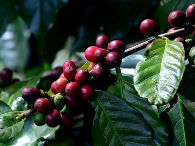 Kaffebønner på Arabica-trær
