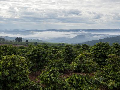 Blick auf eine Kaffeeplantage in Brasilien