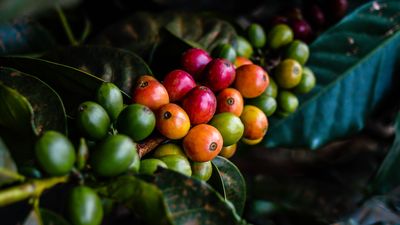 Der Zweig einer Kaffeepflanze mit unreifen grünen und reifen roten Kaffeekirschen