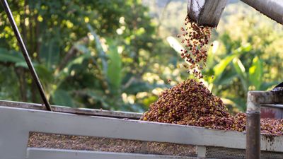 Maskinhøsting av kaffebær 