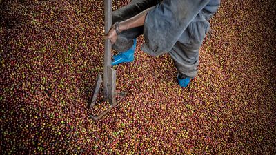 Ein Mitarbeiter einer Kaffeeplantage sortiert nach der Ernte unreife und überreife Kaffeekirschen aus