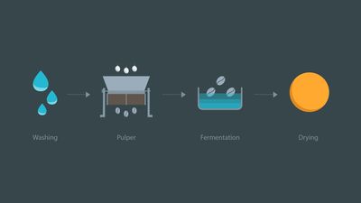 Grafische Darstellung der nassen Kaffeeaufbereitung in vier Schritten