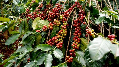 Rote Kaffeebohnen hängen an einem Baum.