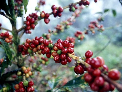 Kaffebusk med røde bær