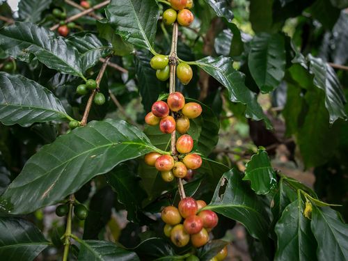 En kaffeplante med gule kaffebær