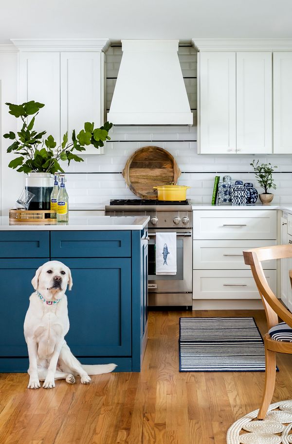 White and blue kitchen with white dog