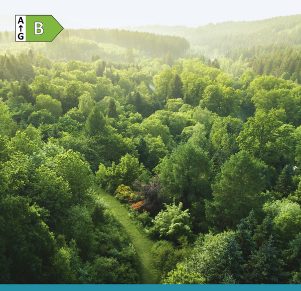 Ein üppiger grüner Wald mit hohen Bäumen und einem gewundenen Weg, der in sanftes Morgenlicht getaucht ist.