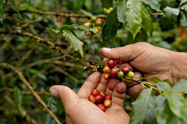 Coffee beans being picked from a coffee plant