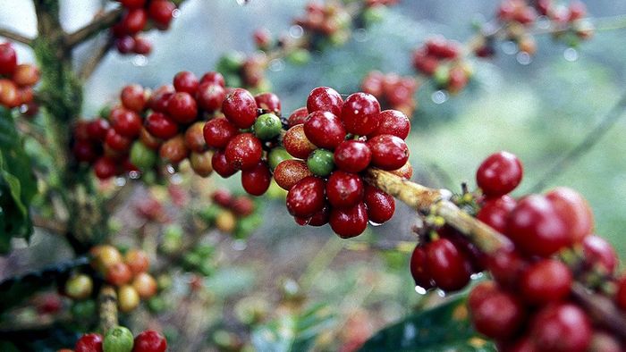 variedades de café