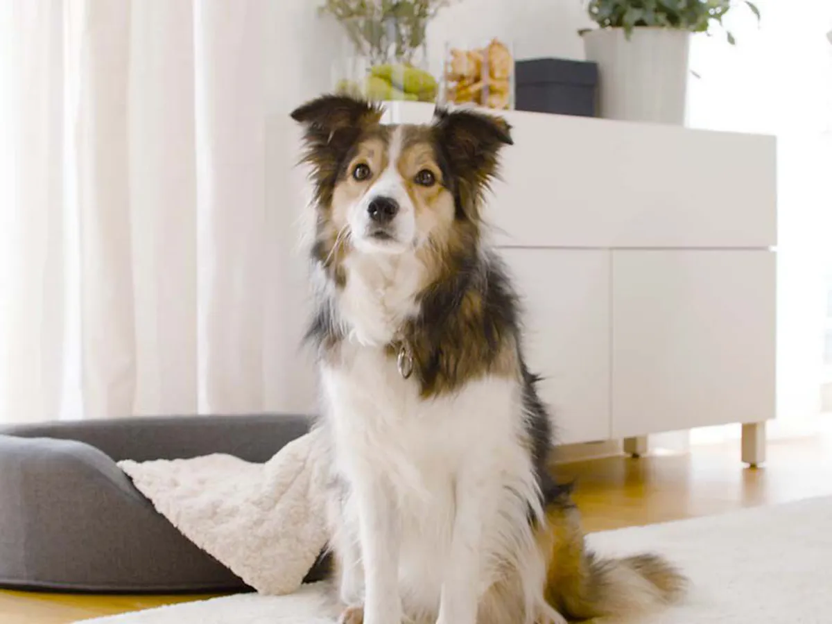 En gullig hund bredvid sin bädd i ett vardagsrum.