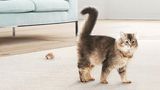 Eine Katze sitzt auf einem blauen Sofa. Eine zweite Katze steht auf einem Teppich.