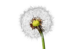 Eine flauschige wei&szlig;e Pusteblume steht f&uuml;r eine allergiesichere Waschmaschine