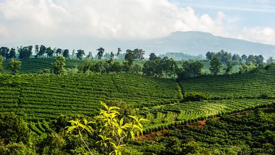 Die größten Kaffeeanbaugebiete der Welt