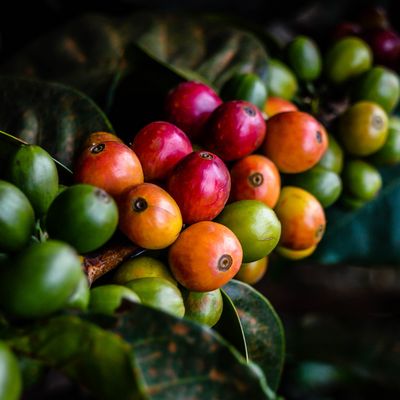 Een close-up van rijpe koffiebonen aan de plant.
