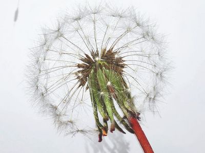 Gros plan sur un pissenlit et sur la t&ecirc;te ronde de la graine.