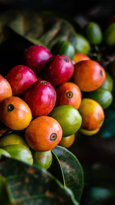 Gros plan d'un caf&eacute;ier avec des grains de caf&eacute; m&ucirc;rs