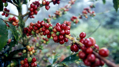 De tak van een koffieplant met rijpe koffiebonen.