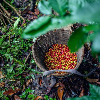 Siemens domácí spotřebiče – Svět kávy – nepražená kávová zrna v košíku
