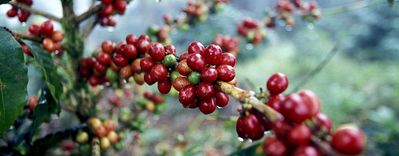 Eine große Anzahl reifer Kaffeekirschen an einer Kaffeepflanze