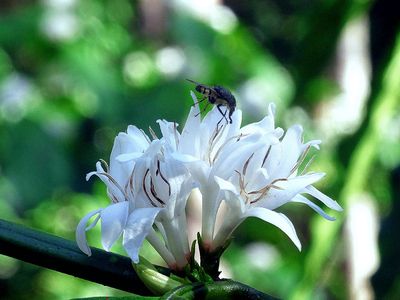 En insekt sitter på en vit blomma