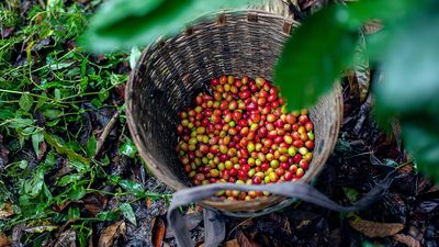 Lär dig mer om kaffets spännande värld i Coffee World