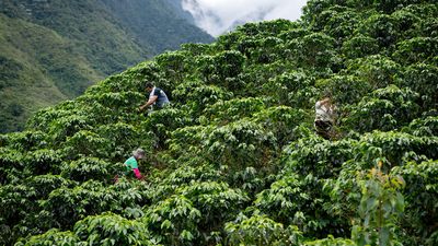 Kaffeeplantage am Hang mit drei Mitarbeitern bei der Kaffeeernte