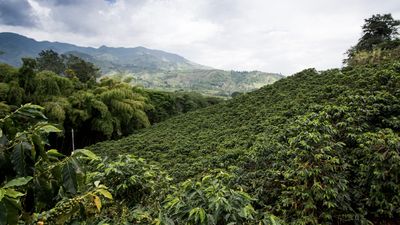 Blick auf eine Kaffeeplantage in einem Kaffeeanbauland
