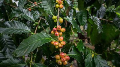 Kaffeekirschen an einer Kaffeepflanze