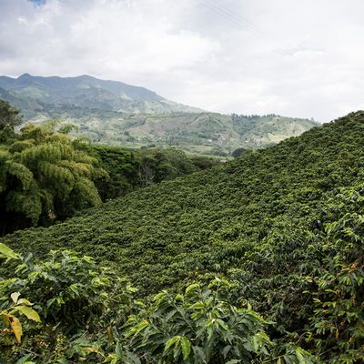 Bergssluttningar med kaffeträd 