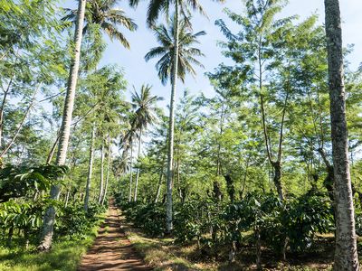 Kaffeeanbauland Indonesien mit Kaffeepflanzen