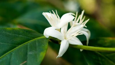 Die weiße Blüte einer Kaffeepflanze, die neben den Kaffeekirschen an der Pflanze wachsen