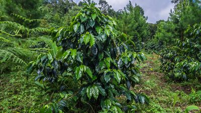 Eine immergrüne Kaffeepflanze eingebettet in eine natürliche Landschaft
