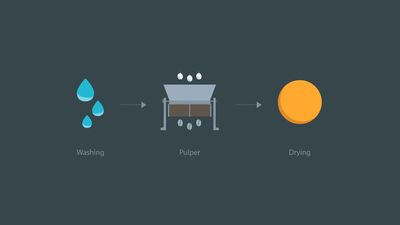 Grafische Darstellung der halbtrockenen Kaffeeaufbereitung in drei Schritten ohne Fermentation