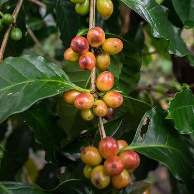 Kaffeekirschen die noch an der Kaffeepflanze hängen 