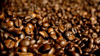Culture café Siemens - Les grains de café décaféinés permettent aux femmes enceintes et à celles qui allaitent d'apprécier une tasse de café doux.