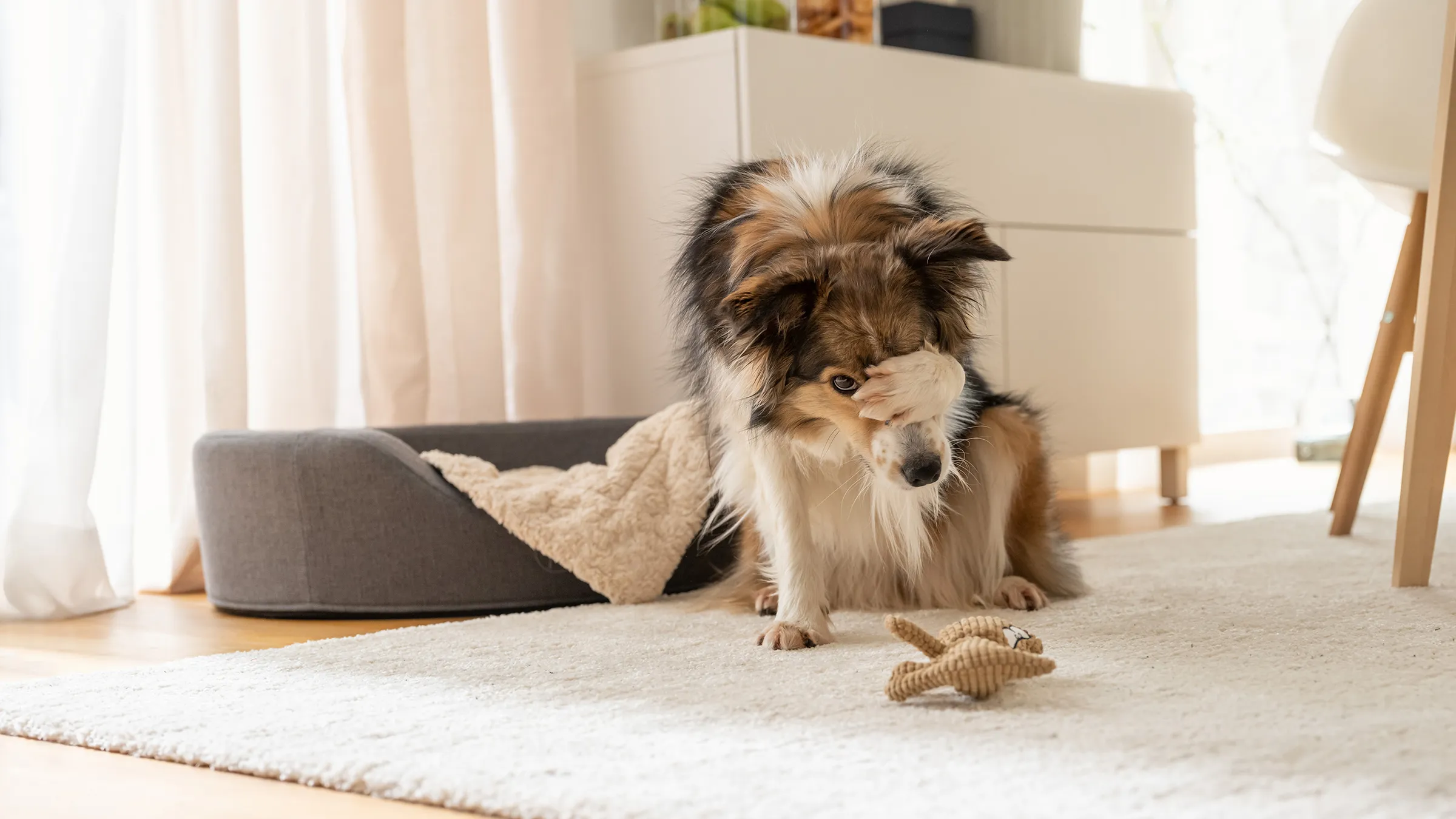 Fluffig hund vilar på mjuk matta med tuggleksak i mysig heminredning.