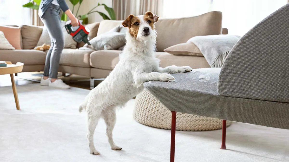 A dog rests its front paws on an armchair, woman vacuums sofa in background.