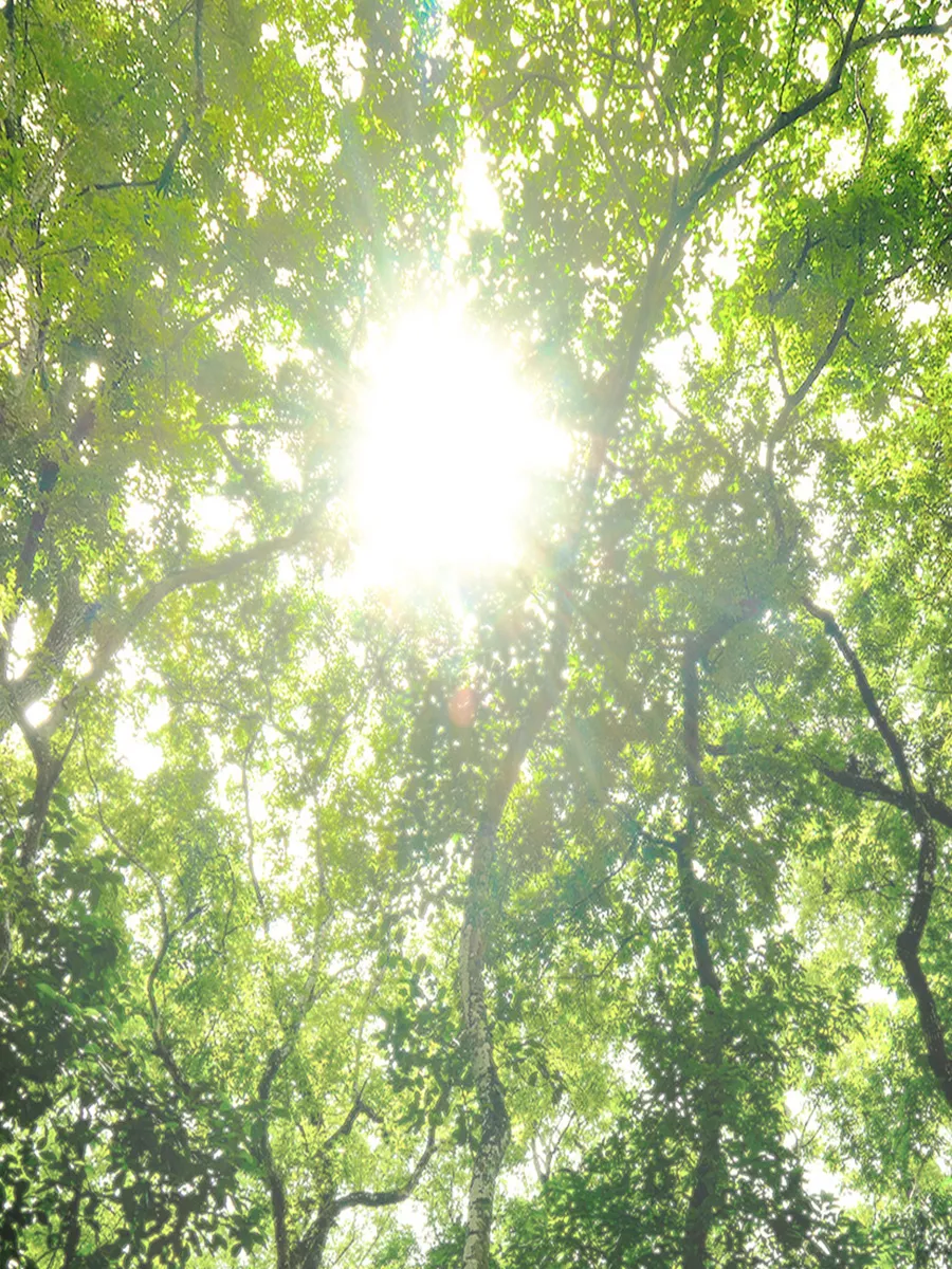 Sunlight filtering through lush green trees, symbolising Bosch's commitment to sustainability and environmental health.