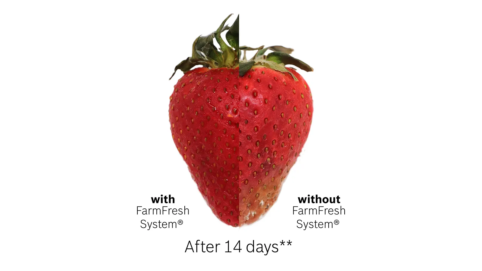 Comparison of fresh and non-fresh strawberries after 14 days, highlighting the FarmFresh System.
