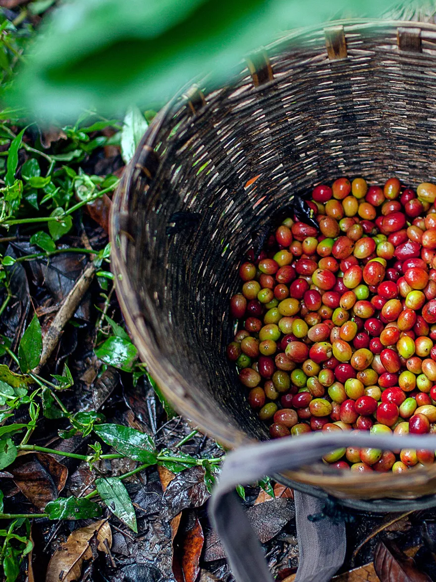 Orman zemininde olgun kahve cherries, lush yeşilery tarafından çevrili.