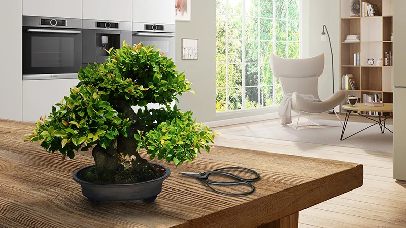 alt-Bonsai and black scissors on a wooden table in an open kitchen.