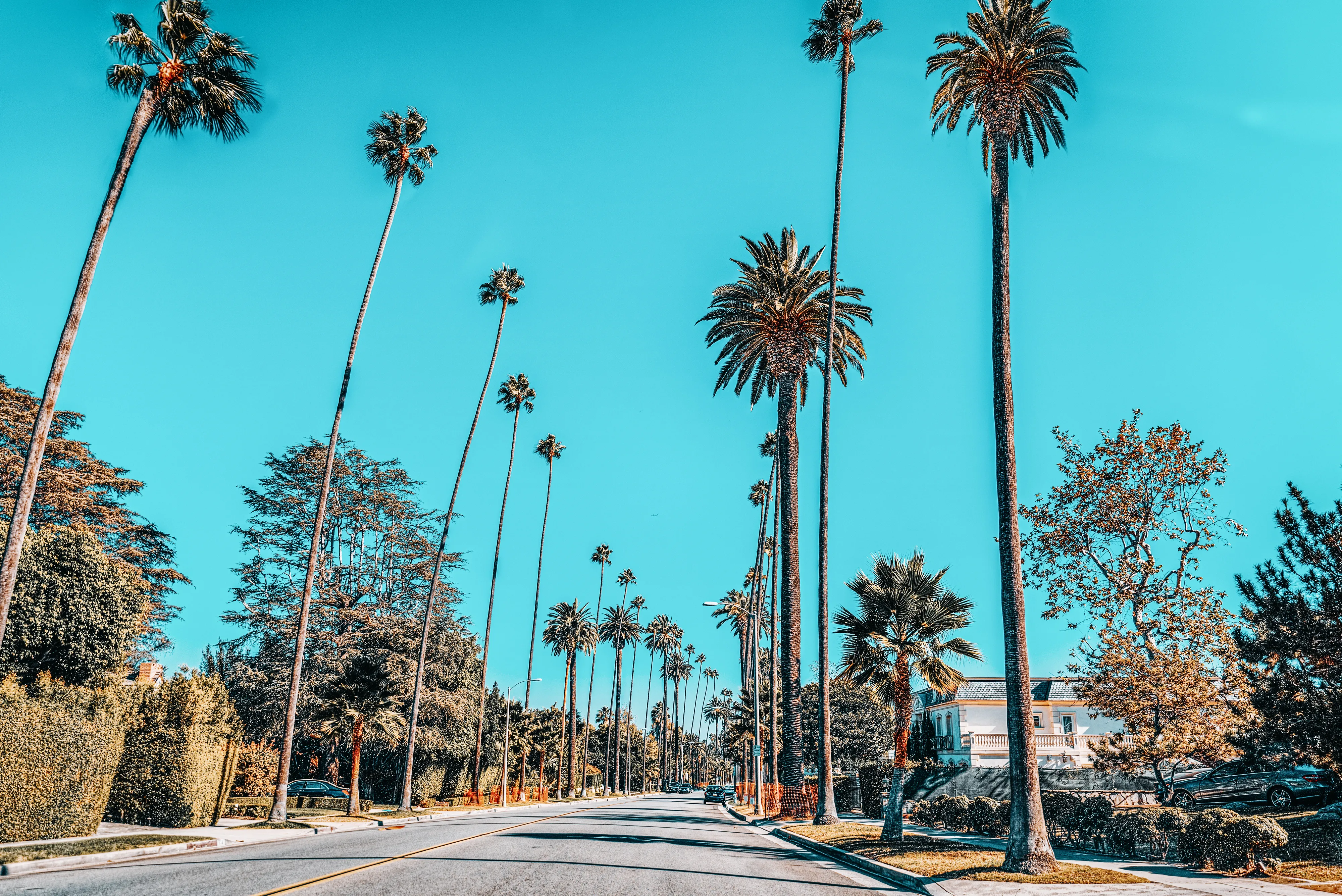 Street lined with tall palm trees and clear blue sky in a sunny neighborhood in Beverly Hills.