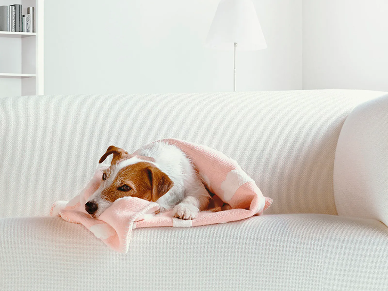 Small dog wrapped in a blanket relaxes on a sofa.