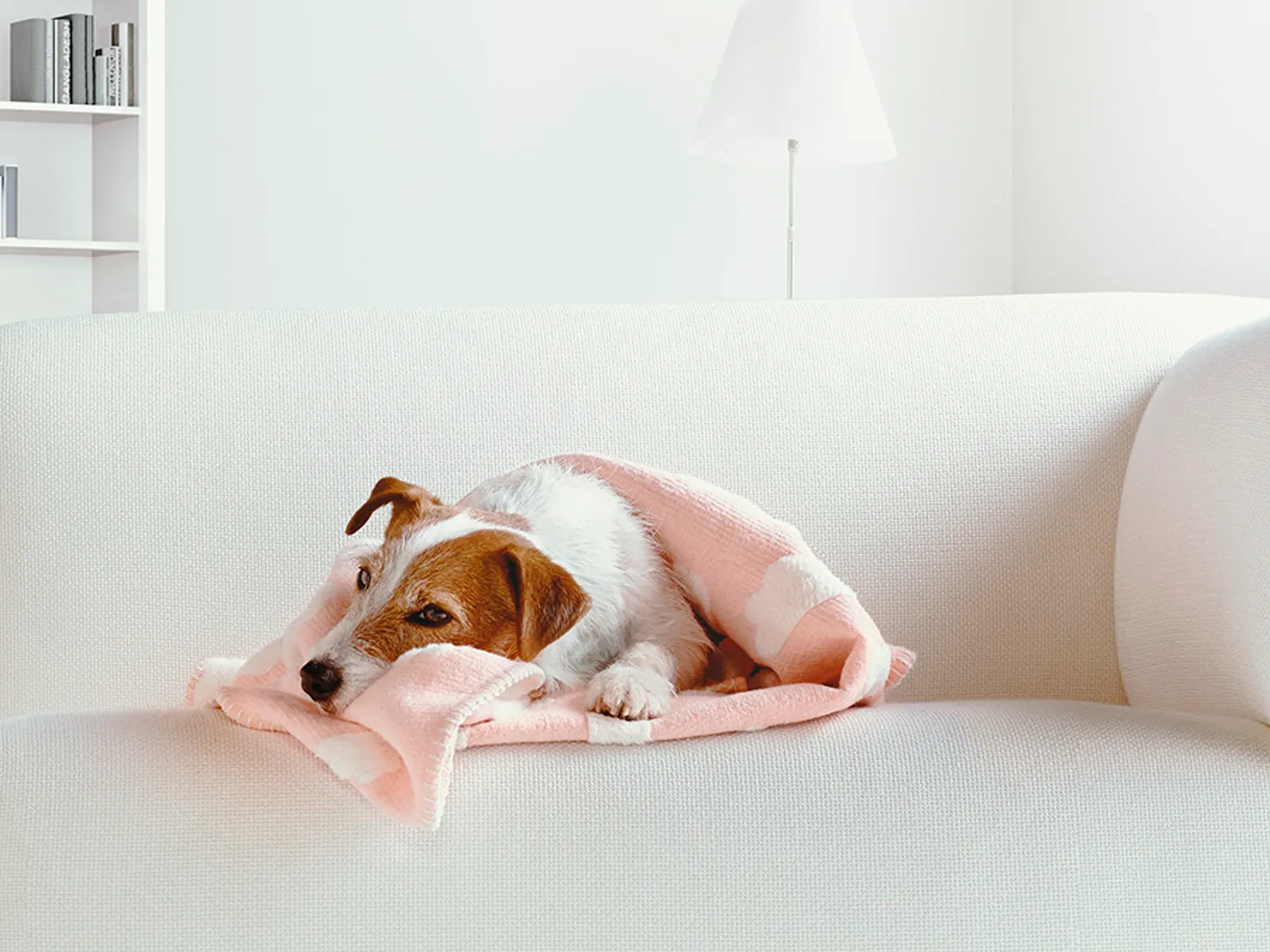 Liten hund som slumrar i en mjuk rosa filt på soffan.