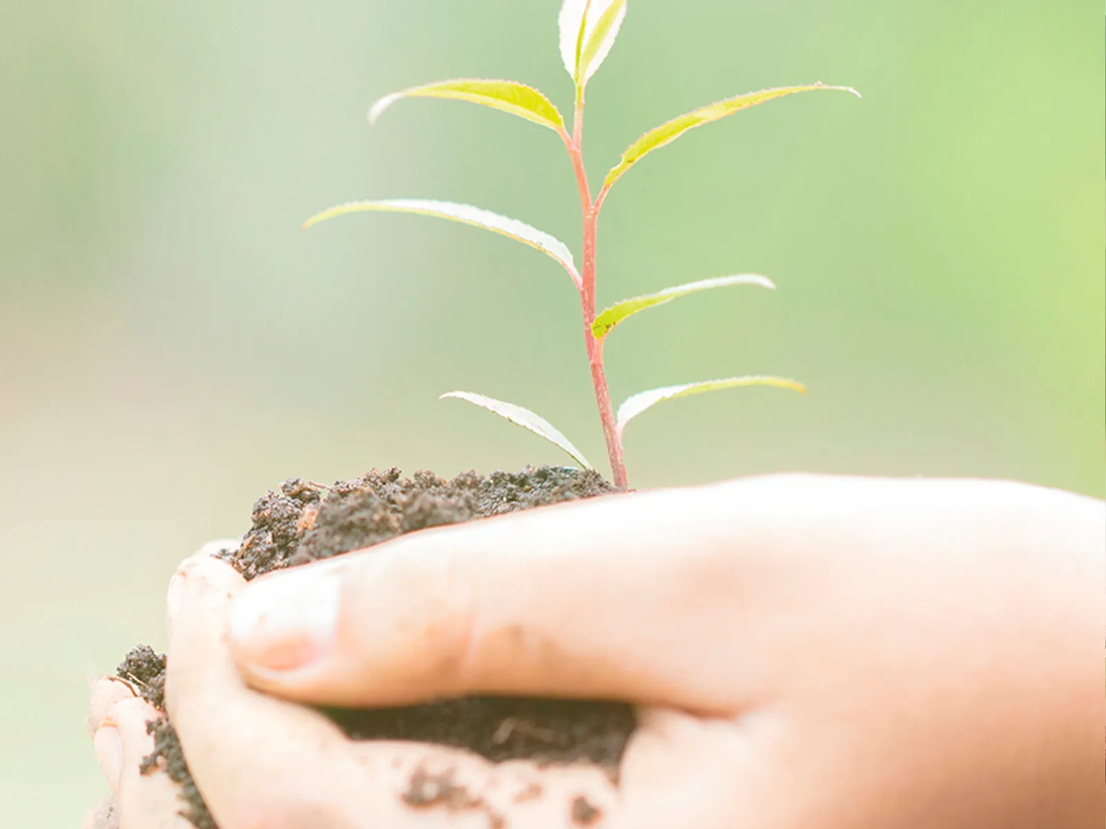 Mână care aşază o sămânţă în pământ.