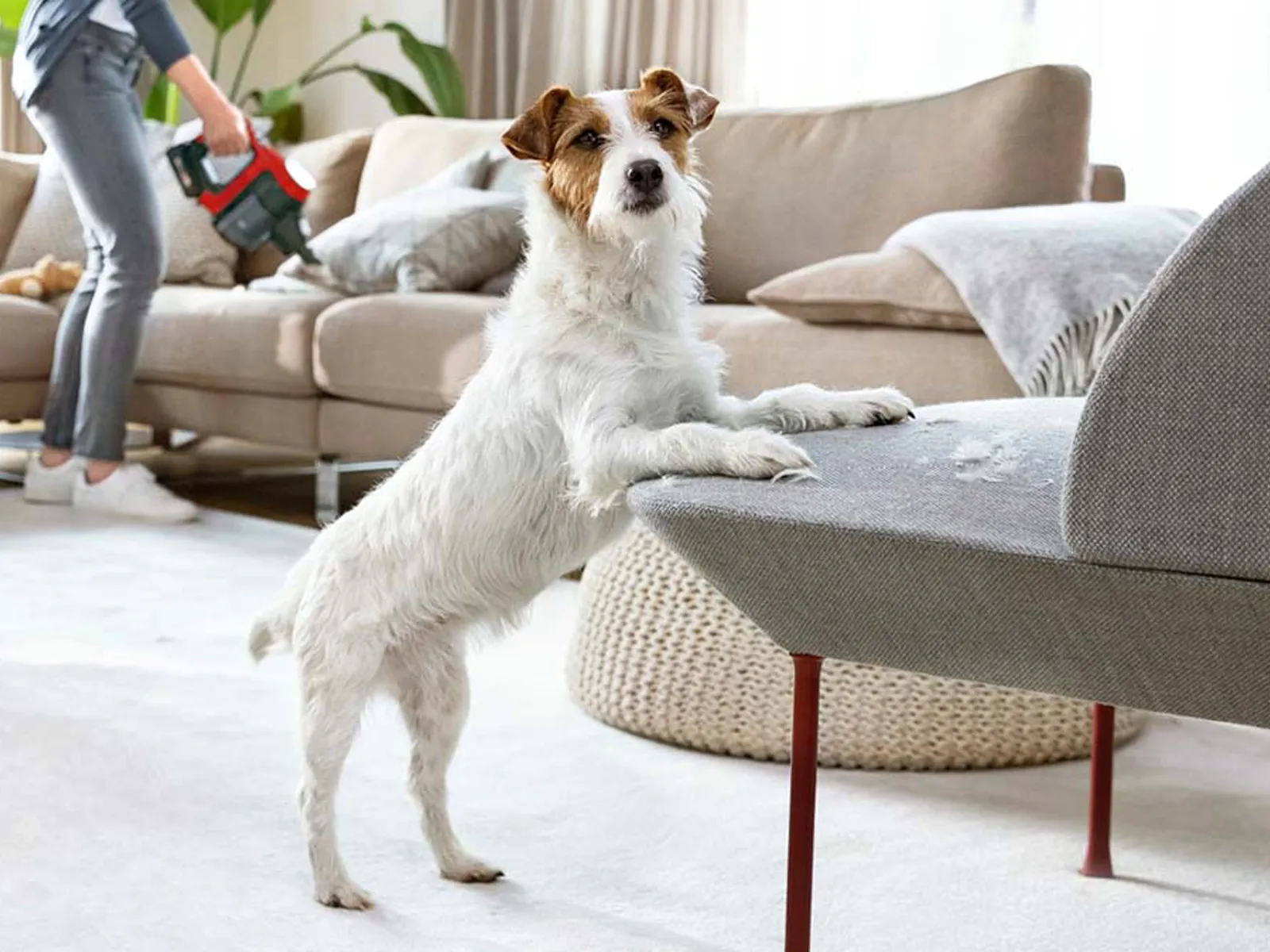 A dog rests its front paws on an armchair, woman vacuums sofa in background.