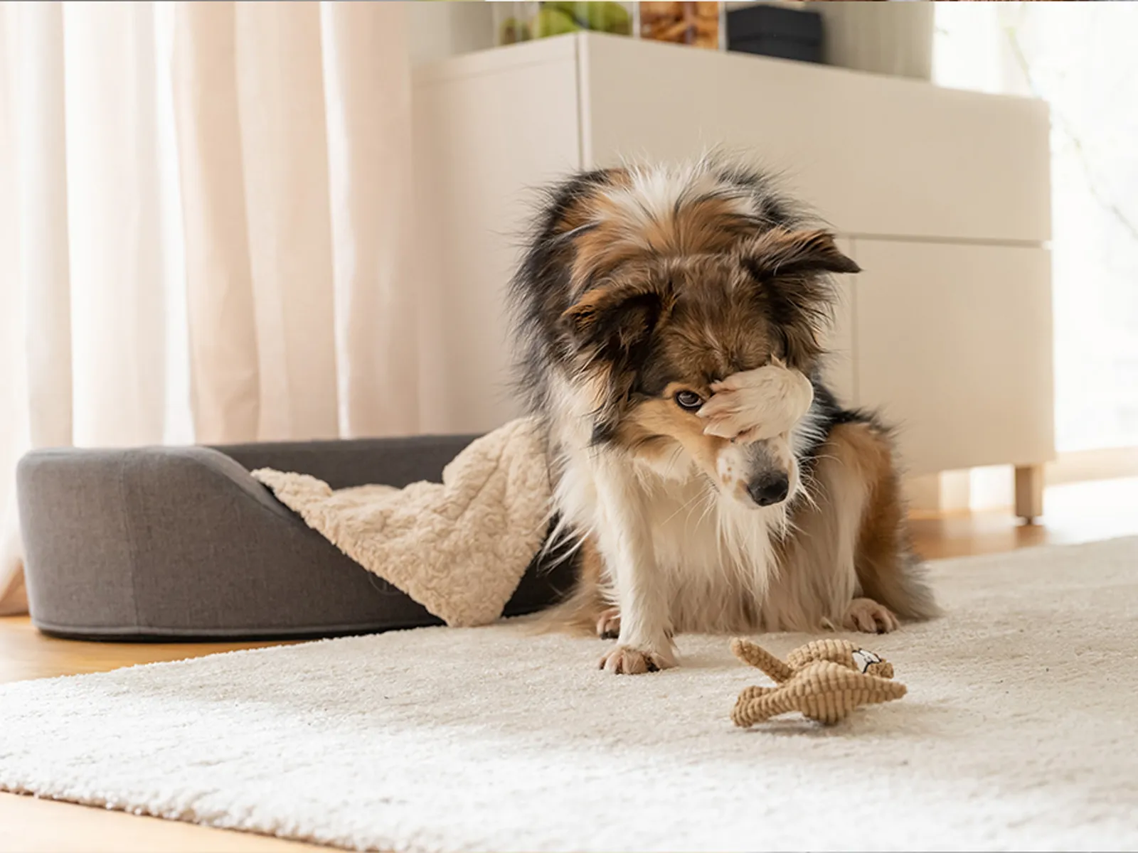 A sweet dog sits next to its bed in a bright living area.