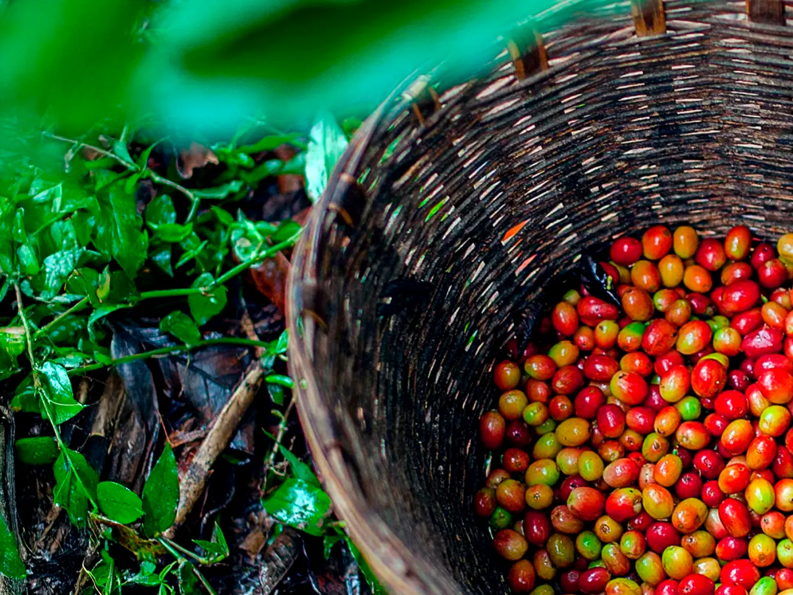 En kurv fyldt med friskplukkede, farverige kaffebær.
