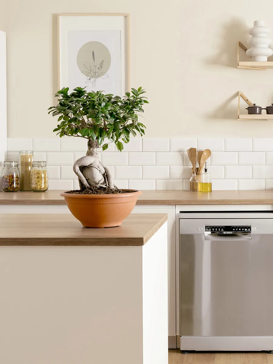 Cozinha com um bonsai numa bancada em ilha.